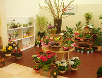 ���É��Ԓd�@�o���[���J�X�X�ݎʐ^