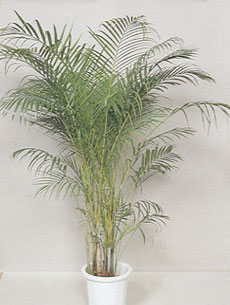 �A���J���V