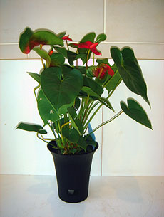 �A���X�����[��