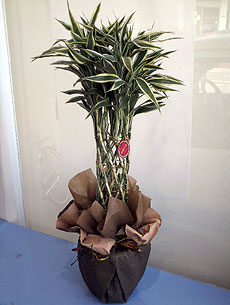 �h���Z�i(�^���[)